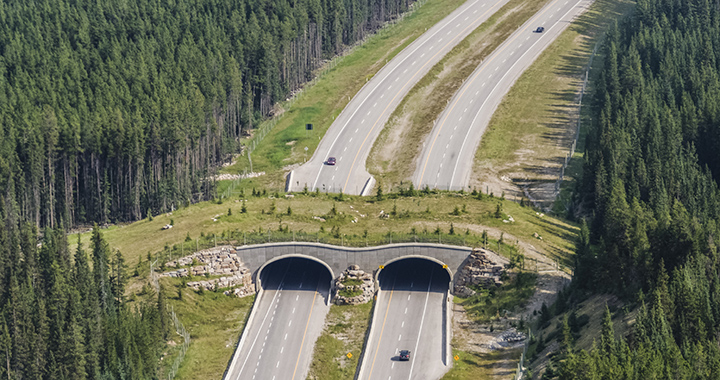 A grass- and tree-covered bridge provides respite for animals needing to cross an eight-lane highway