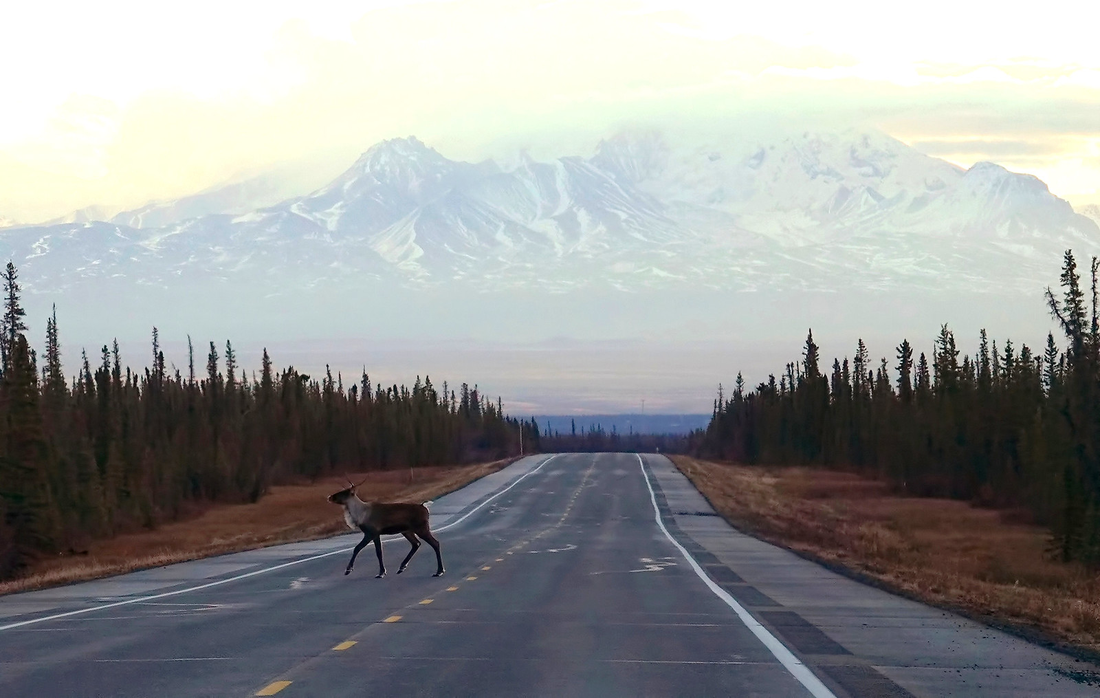 An Elk traipses across an open highway surrounded by mountains and trees