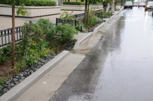 Plants along a city curb help absorb rainwater